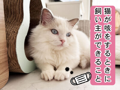 猫が咳をするよくある原因と症状
