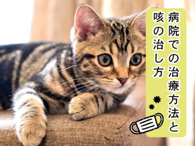 猫_病院での治療方法と咳の治し方