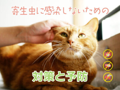 寄生虫に感染しないための対策と予防