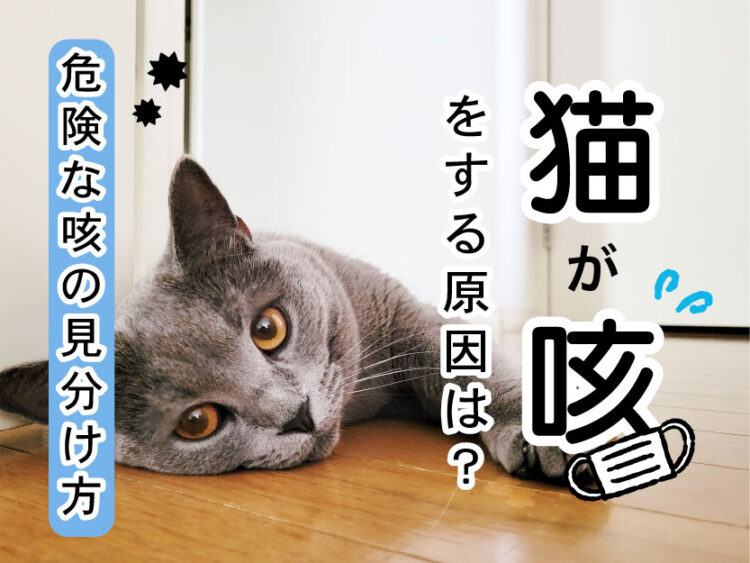 猫が咳をする原因は?危険な咳の見分け方