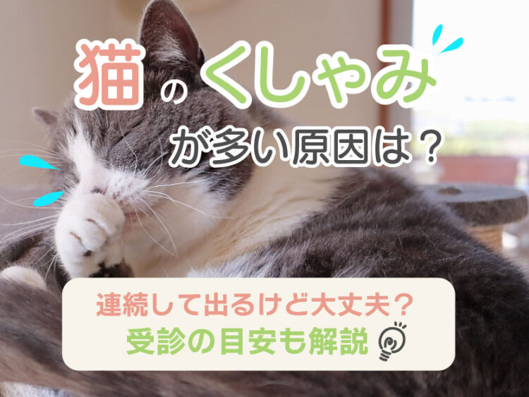 猫のくしゃみが多い原因は？_病院へ行く目安
