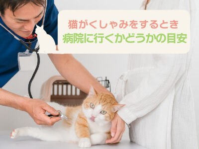 猫のくしゃみが多い原因は？_病院へ行く目安