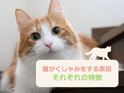 猫のくしゃみが多い原因は？_それぞれの特徴