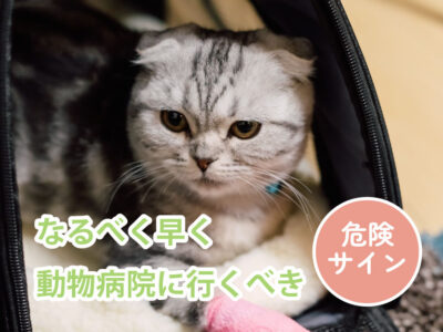 猫の呼吸が早い原因と対処法_よくある原因4つ