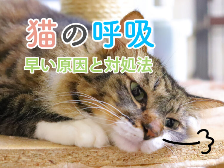 猫の呼吸が早い原因と対処法_早い原因と対処法