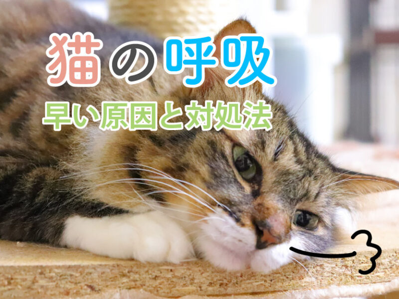 猫の呼吸が早い原因と対処法｜寝ている時に早いのは？お腹が動くのは？