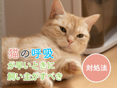 猫の呼吸が早い原因と対処法_なるべく早く動物病院に行くべき危険サイン