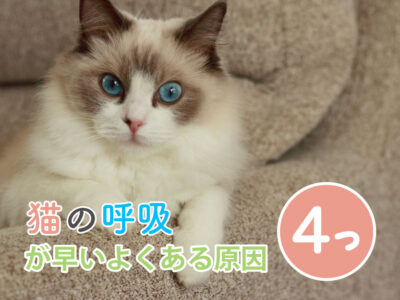 猫の呼吸が早い原因と対処法_飼い主がすべき対処法